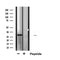 DF6197 at 1/100 staining Mouse colon tissue by IHC-P. The sample was formaldehyde fixed and a heat mediated antigen retrieval step in citrate buffer was performed. The sample was then blocked and incubated with the antibody for 1.5 hours at 22¡ãC. An HRP conjugated goat anti-rabbit antibody was used as the secondary