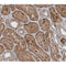 AF0124 at 1/200 staining human kidney tissue sections by IHC-P. The tissue was formaldehyde fixed and a heat mediated antigen retrieval step in citrate buffer was performed. The tissue was then blocked and incubated with the antibody for 1.5 hours at 22¡ãC. An HRP conjugated goat anti-rabbit antibody was used as the secondary