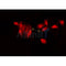 AF0124 staining HeLa by IF/ICC. The sample were fixed with PFA and permeabilized in 0.1% Triton X-100,then blocked in 10% serum for 45 minutes at 25¡ãC. The primary antibody was diluted at 1/200 and incubated with the sample for 1 hour at 37¡ãC. An  Alexa Fluor 594 conjugated goat anti-rabbit IgG (H+L) Ab, diluted at 1/600, was used as the secondary antibod