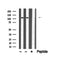 DF6199 at 1/100 staining Mouse testis tissue by IHC-P. The sample was formaldehyde fixed and a heat mediated antigen retrieval step in citrate buffer was performed. The sample was then blocked and incubated with the antibody for 1.5 hours at 22¡ãC. An HRP conjugated goat anti-rabbit antibody was used as the secondary