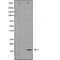 DF6256 at 1/100 staining Mouse liver tissue by IHC-P. The sample was formaldehyde fixed and a heat mediated antigen retrieval step in citrate buffer was performed. The sample was then blocked and incubated with the antibody for 1.5 hours at 22¡ãC. An HRP conjugated goat anti-rabbit antibody was used as the secondary