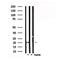 Western blot analysis of extracts from various samples, using CRH Antibody. lane 1: HUVEC; lane 2: 293; 