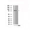 Western blot analysis of extracts from mouse brain, using RALBP1 Antibody. Lane 1 was treated with the antigen-specific peptide.