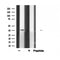 DF6276 at 1/100 staining Rat brain tissue by IHC-P. The sample was formaldehyde fixed and a heat mediated antigen retrieval step in citrate buffer was performed. The sample was then blocked and incubated with the antibody for 1.5 hours at 22¡ãC. An HRP conjugated goat anti-rabbit antibody was used as the secondary