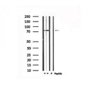 Western blot analysis of extracts from mouse brain, using TICAM1  Antibody.
