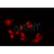 AF0125 staining HeLa by IF/ICC. The sample were fixed with PFA and permeabilized in 0.1% Triton X-100,then blocked in 10% serum for 45 minutes at 25¡ãC. The primary antibody was diluted at 1/200 and incubated with the sample for 1 hour at 37¡ãC. An  Alexa Fluor 594 conjugated goat anti-rabbit IgG (H+L) Ab, diluted at 1/600, was used as the secondary antibod