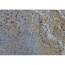 Western blot analysis of extracts from mouse brain, using ISG15 Antibody. Lane 1 was treated with the blocking peptide.