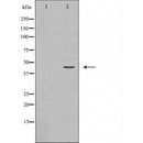 DF6317 at 1/100 staining Mouse pancreas tissue by IHC-P. The sample was formaldehyde fixed and a heat mediated antigen retrieval step in citrate buffer was performed. The sample was then blocked and incubated with the antibody for 1.5 hours at 22¡ãC. An HRP conjugated goat anti-rabbit antibody was used as the secondary