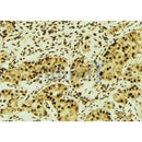 Western blot analysis of extracts from Hela, using RASSF1 Antibody. Lane 1 was treated with the antigen-specific peptide.