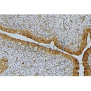 Western blot analysis of extracts from Mouse  liver, using SCRN2 Antibody. The lane on the left was treated with blocking peptide.