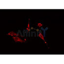 DF6346 at 1/100 staining Human prostate tissue by IHC-P. The sample was formaldehyde fixed and a heat mediated antigen retrieval step in citrate buffer was performed. The sample was then blocked and incubated with the antibody for 1.5 hours at 22¡ãC. An HRP conjugated goat anti-rabbit antibody was used as the secondary
