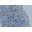 Western blot analysis of extracts from various samples, using BHMT Antibody. lane 1: rat brain; lane 2: mouse brain; 