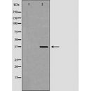 DF6352 at 1/100 staining Mouse liver tissue by IHC-P. The sample was formaldehyde fixed and a heat mediated antigen retrieval step in citrate buffer was performed. The sample was then blocked and incubated with the antibody for 1.5 hours at 22¡ãC. An HRP conjugated goat anti-rabbit antibody was used as the secondary