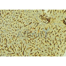 Western blot analysis of extracts from Mouse  liver, using AKR7A2 Antibody. The lane on the left was treated with blocking peptide.