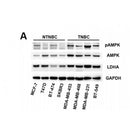 DF6361 at 1/100 staining Mouse brain tissue by IHC-P. The sample was formaldehyde fixed and a heat mediated antigen retrieval step in citrate buffer was performed. The sample was then blocked and incubated with the antibody for 1.5 hours at 22¡ãC. An HRP conjugated goat anti-rabbit antibody was used as the secondary