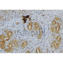 Western blot analysis of extracts from PC-12, using CGA Antibody. The lane on the right was treated with blocking peptide.