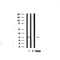 Western blot analysis on mouse liver lysate using Caveolin-1 Antibody