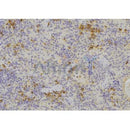 Western blot analysis of extracts from Hela and 293, using MIF Antibody.