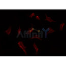 Western blot analysis of extracts from mouse brain, using LGALS3 Antibody. Lane 1 was treated with the blocking peptide.