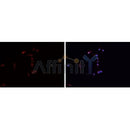 DF6465 at 1/100 staining Mouse testis tissue by IHC-P. The sample was formaldehyde fixed and a heat mediated antigen retrieval step in citrate buffer was performed. The sample was then blocked and incubated with the antibody for 1.5 hours at 22¡ãC. An HRP conjugated goat anti-rabbit antibody was used as the secondary