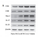 Western blot analysis of extracts from Hela, using ITGAM Antibody. Lane 1 was treated with the antigen-specific peptide.