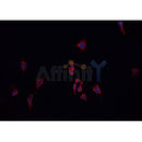 Western blot analysis of extracts from rat spleen, using ABO Antibody.