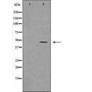 DF6486 at 1/100 staining Mouse liver tissue by IHC-P. The sample was formaldehyde fixed and a heat mediated antigen retrieval step in citrate buffer was performed. The sample was then blocked and incubated with the antibody for 1.5 hours at 22¡ãC. An HRP conjugated goat anti-rabbit antibody was used as the secondary