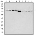 Figure 1: Western blot analysis using GRK2 mouse mAb against Hela (1), Jurkat (2), MOLT4 (3), RAJI (4), THP-1 (5), L1210 (6), Cos7 (7), PC-12 (8), and NIH/3T3 (9) cell lysate.