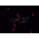 Western blot analysis of extracts from mouse herat, using NPPA Antibody.