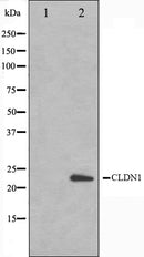 Western blot analysis on HeLa cell lysate using Claudin 1 Antibody