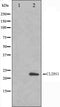 Western blot analysis on HeLa cell lysate using Claudin 1 Antibody
