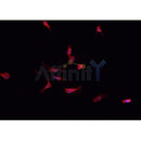 Western blot analysis of extracts from rat brain, using DPYD Antibody.