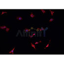 DF6541 at 1/100 staining Human uterus tissue by IHC-P. The sample was formaldehyde fixed and a heat mediated antigen retrieval step in citrate buffer was performed. The sample was then blocked and incubated with the antibody for 1.5 hours at 22¡ãC. An HRP conjugated goat anti-rabbit antibody was used as the secondary