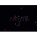 Western blot analysis of extracts from various samples, using SERPINF1 Antibody. lane 1: mouse brain; lane 2: Hela; 