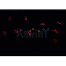 Western blot analysis of extracts from rat spleen, using CD38 Antibody.