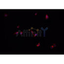 Western blot analysis of extracts from mouse brain, using CFB Antibody.