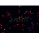 Western blot analysis of extracts from 293 and Hela, using COL18A1 Antibody.
