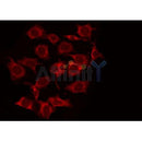 AF0468 staining HuvEc by IF/ICC. The sample were fixed with PFA and permeabilized in 0.1% Triton X-100,then blocked in 10% serum for 45 minutes at 25¡ãC. The primary antibody was diluted at 1/200 and incubated with the sample for 1 hour at 37¡ãC. An  Alexa Fluor 594 conjugated goat anti-rabbit IgG (H+L) Ab, diluted at 1/600, was used as the secondary antibod