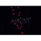 DF6579 at 1/100 staining Mouse colon tissue by IHC-P. The sample was formaldehyde fixed and a heat mediated antigen retrieval step in citrate buffer was performed. The sample was then blocked and incubated with the antibody for 1.5 hours at 22¡ãC. An HRP conjugated goat anti-rabbit antibody was used as the secondary