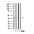 Western blot analysis of extracts from mouse brain, using ANXA5 Antibody.