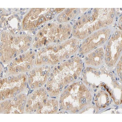 AF0128 at 1/200 staining human kidney tissue sections by IHC-P. The tissue was formaldehyde fixed and a heat mediated antigen retrieval step in citrate buffer was performed. The tissue was then blocked and incubated with the antibody for 1.5 hours at 22¡ãC. An HRP conjugated goat anti-rabbit antibody was used as the secondary