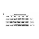 DF6606 at 1/100 staining Human gastric tissue by IHC-P. The sample was formaldehyde fixed and a heat mediated antigen retrieval step in citrate buffer was performed. The sample was then blocked and incubated with the antibody for 1.5 hours at 22¡ãC. An HRP conjugated goat anti-rabbit antibody was used as the secondary