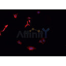 Western blot analysis of extracts from mouse brain, using AKR1C3 Antibody.