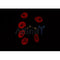 Western blot analysis of extracts from HepG2, using GADD45A Antibody.