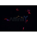 Western blot analysis of extracts from mouse heart, using GABRA2 Antibody.