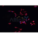 Western blot analysis of extracts from mouse muscle , using BMPR1A Antibody.