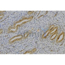 Western blot analysis of extracts from various samples, using THPO  Antibody.
 Lane 1: Hela, treated with blocking peptide;
 Lane 2: Hela;
 Lane 3: Mouse  brain.