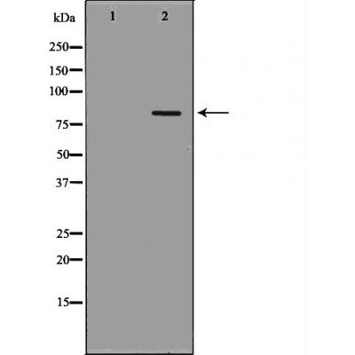 DF6646 at 1/100 staining Mouse kidney tissue by IHC-P. The sample was formaldehyde fixed and a heat mediated antigen retrieval step in citrate buffer was performed. The sample was then blocked and incubated with the antibody for 1.5 hours at 22¡ãC. An HRP conjugated goat anti-rabbit antibody was used as the secondary