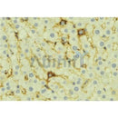 Western blot analysis of extracts from VERO, using OPTN Antibody. The lane on the left was treated with blocking peptide.