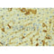 Western blot analysis of extracts from Mouse  brain, using AMBP Antibody. The lane on the left was treated with blocking peptide.